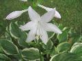 So Sweet Hosta / Hosta 